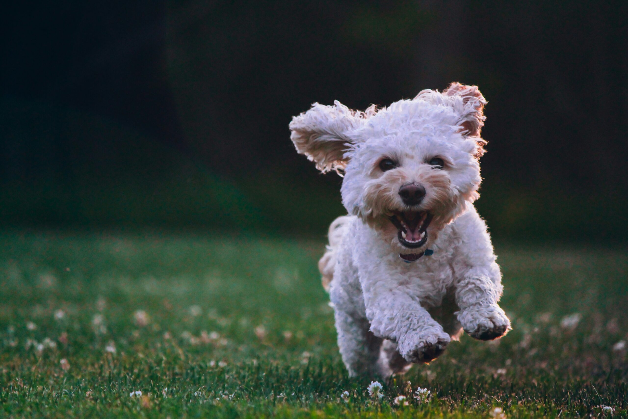 A small white puppy running in the grass with a smile on its face